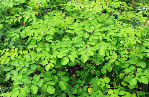 Moringa Products Australia