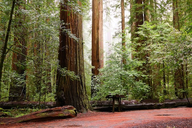 Parc d'État de Humboldt Redwoods