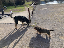 A'Compagnon - Education Canine à Les Junies