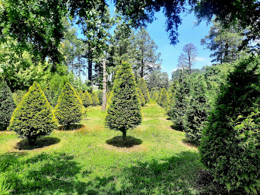 ARBOLES NAVIDEÑOS NATURALES TOLUCA PLANTACION GONZALEZ - Thumbnail