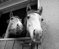 Haras du Val des Genêts à Châteaufort