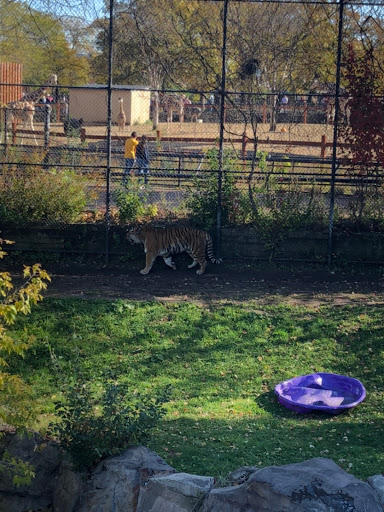 Large Cats