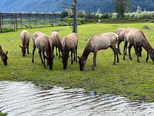 Moose Exhibit - Visual