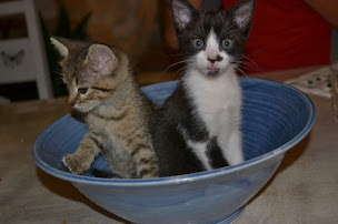 Photo n°11 de Poterie de la Rivière & Ceramika maison à Saint-Rome-de-Tarn (Magasin de poteries)