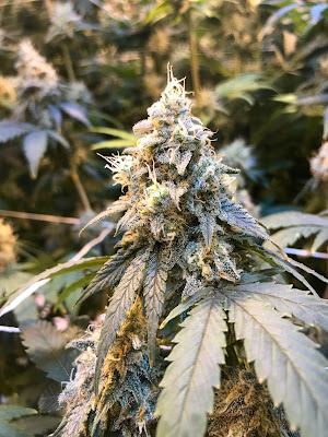 Photo of The Green House Dispensary - Durango