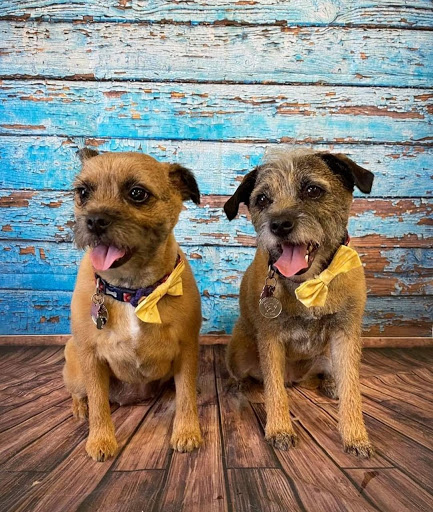 Bow Wow Scotland Dog Grooming Studio Gallery - United Kingdom