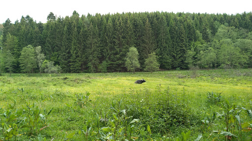 Wasserbüffel des Bergischen Naturschutzvereins - Thumbnail