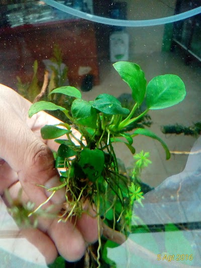 Photos of DeKa aQuatic