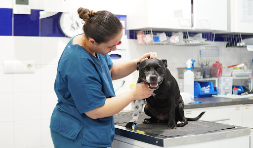 Hospital Veterinario Torrent