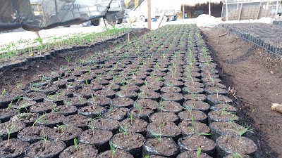 Photos of Vivero Forestal Rio+20 Segunda Oportunidad