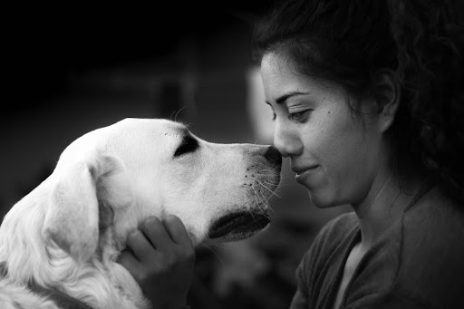 Sycamore Veterinary Hospital - Thumbnail
