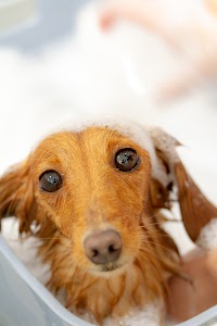 Trimming salon Tiara