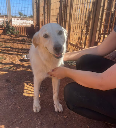 Canile Sanitario di Mola di Bari