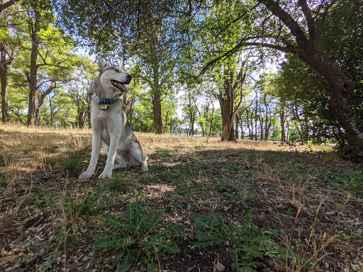 Scraps Dog Park - United States