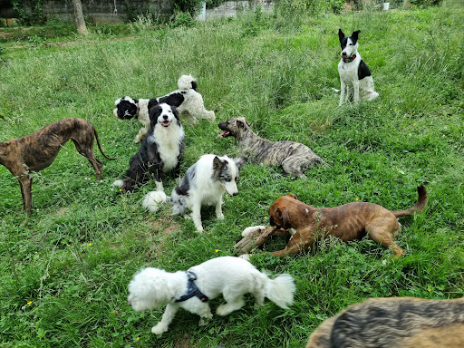 Hotel para perros Guardog