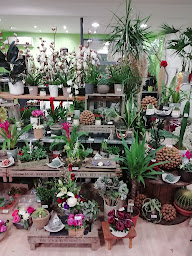 Photo n°44 de CACTUS CRÉATION à Saint-Chamond (Fleuriste)
