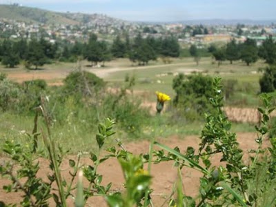 park