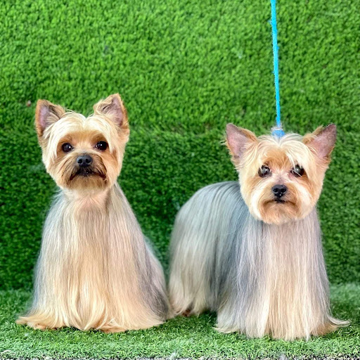 Mr. Mascotas Betania