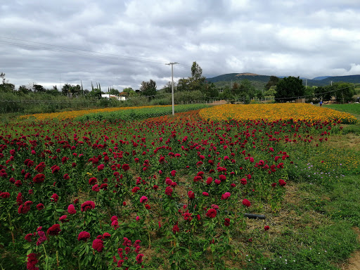 Campo de flores el carrizal - Thumbnail