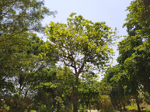 Pista Muro Tuxtepec - Thumbnail