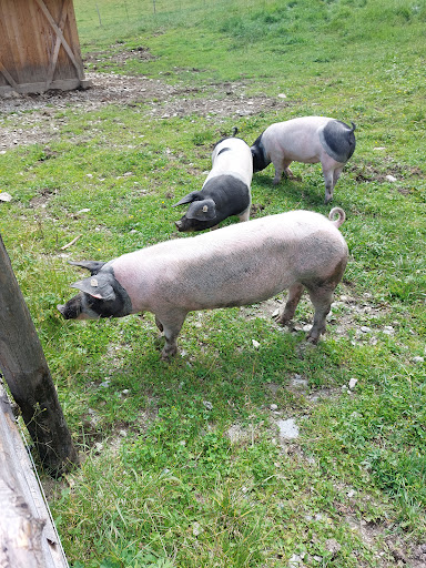 Mini Zoo