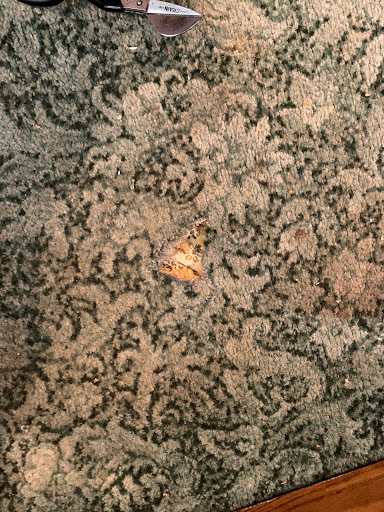 Like New Carpet Cleaning - Thumbnail