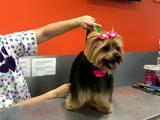 Veterinary clinics Snoopy - Thumbnail