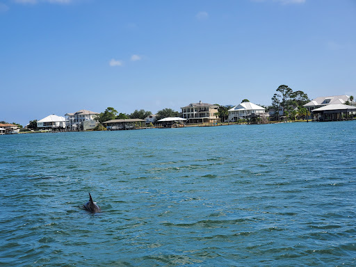 Dolphins Down Under - Visual