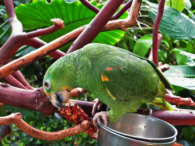 Bloedel Floral Conservatory