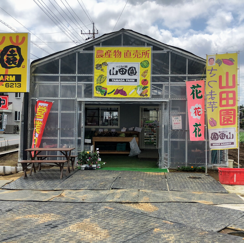 芋掘り観光 山田園