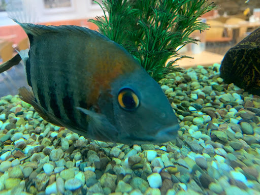 Blue Touch Aquatics - Thumbnail
