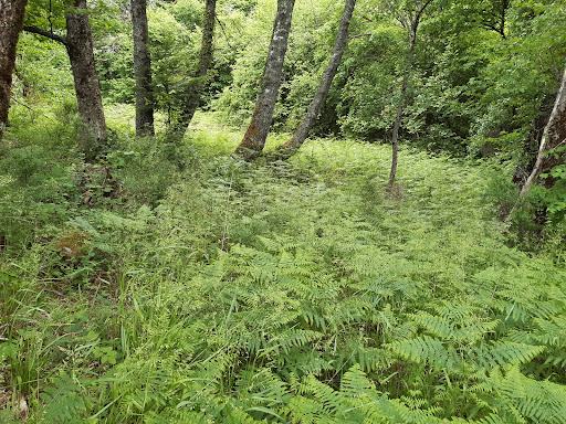 Braunkopf - Visual