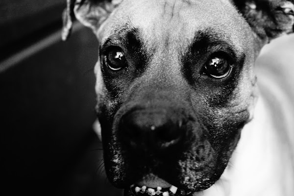 highland park animal clinic reviews - Ilustrasi 2