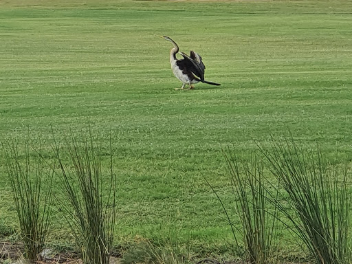 Nudgee Golf Club - Thumbnail