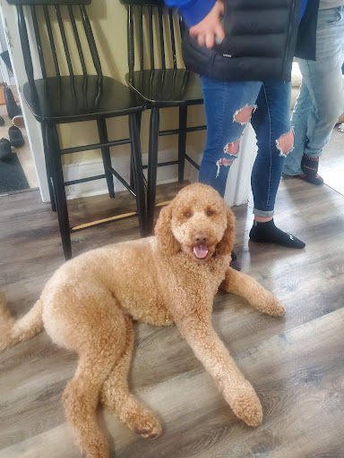 Clipper Creations Pet Salon