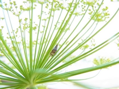 Photos of Ohara Flowers