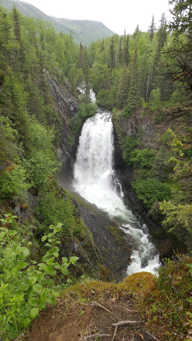 Forêt nationale de Chugach