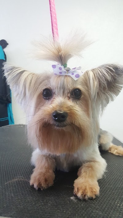 SPAW Pet Grooming & Boutique