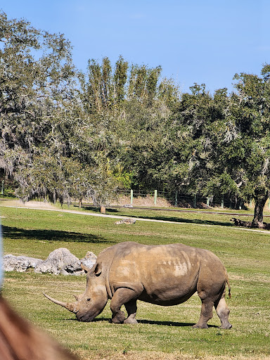 Serengeti Safari Gallery - United States