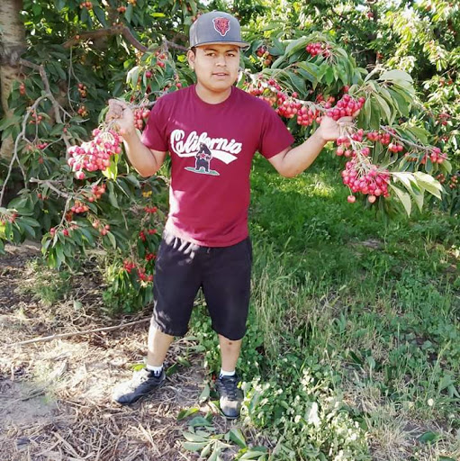Cherry Festival Park - Thumbnail