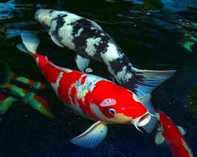 Photos of Japanese carp KOI