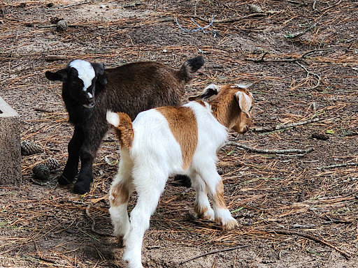 Granny's Farm - Thumbnail