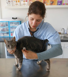 Photo n°9 de Cabinet vétérinaire des Quais à Lille (Vétérinaire)