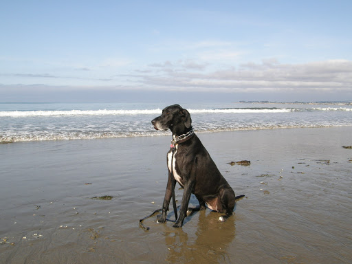 Paradise Paws Mobile Euthanasia