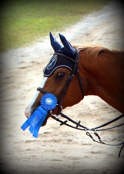 Photos of Blue Oxer Riding Academy