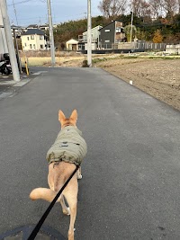 LIV DOG Training & Care