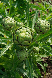 Photo n°6 de Le Courtil de Delphine à Beauvois-en-Vermandois (Épicerie)