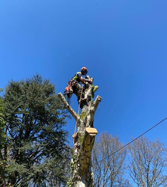 S.Vine Tree surgeon photo 3