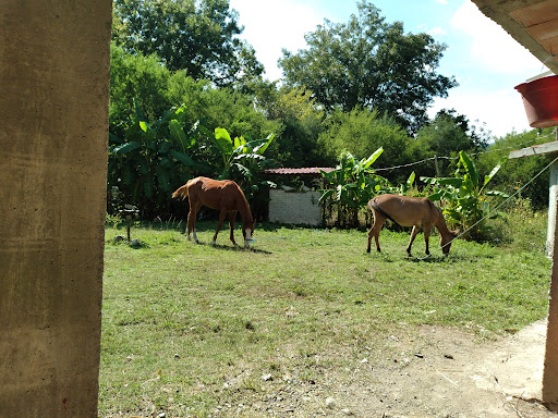 FORRAJERA "EL RAMONAL"