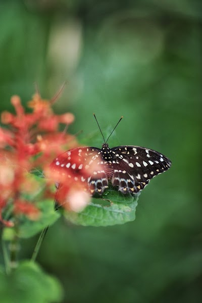 Photos of Butterfly Park Kuang Si Falls